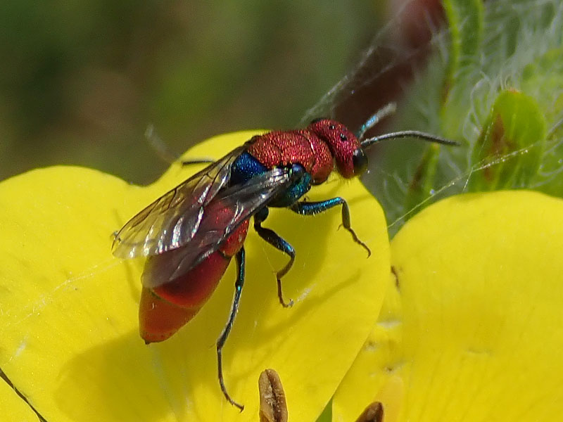 Chrysididae: Chrysura sp.
